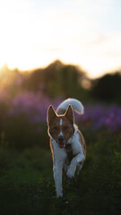 Mix breed ginger dog in flowers sunset grass field