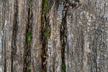 Fototapeta premium background in the form of a wooden surface