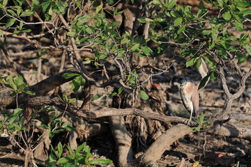 Nankeen or rufous night heron-Nycticorax caledonicus perched-freshwater mangrove tree. Yellow Water Billabong-Kakadu-Australia-231