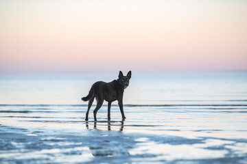 Black dog on the beach sea sunset portrait