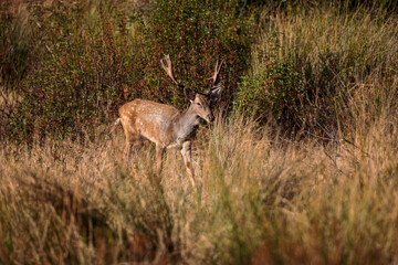 Fallow deer in its natural environment.