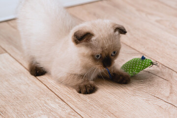 A small beige point color kitten is playing on the floor with mouse toy. Selective focus