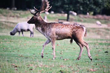 A view of a Fallow Deer in the Cheshire Countryside