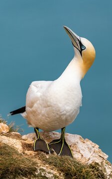 Vertical shot of a Northern gannet bird