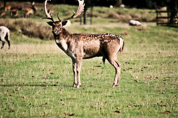 A view of a Fallow Deer in the Cheshire Countryside