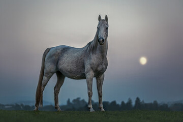Portrait of a white arabian horse standing on meadow in late evening in front of the moon