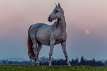 Portrait of a white arabian horse standing on meadow in late evening in front of the moon