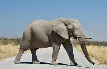 Cute elephant crossing a road