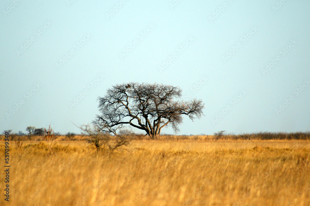 Wall mural tree in the africa