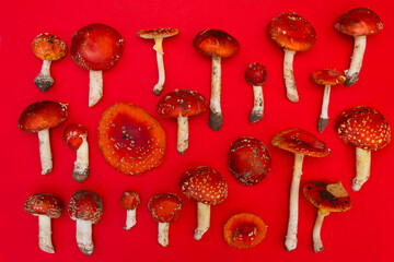 mushrooms hallucinogen mushroom fly agaric on a red background. preparations from Amanita muscaria. drugs