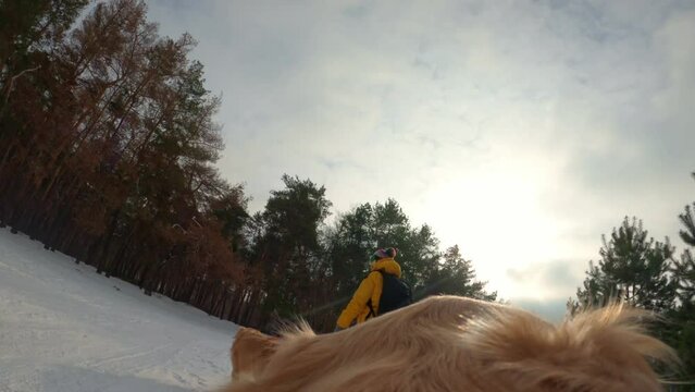 Two Golden Retriever Dog Walking With Girl Owner In Winter Forest With Snow, View From Gopro On Its Head. Purebred Pet Doggies Enjoying Cold Weather With Person Human