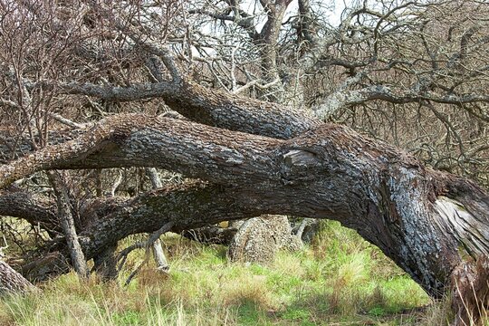 paisajes de la reserva natural Parque Luro en la provincia  de La Pampa Argentina