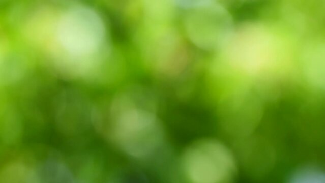 Abstract motion green bokeh or green background with bright blurred nature bokeh for the wallpaper.