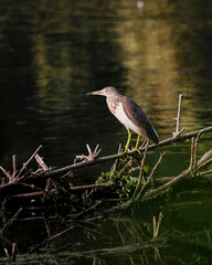 Beautiful Pond heron near lake searching for food. Nice and cool wall mounting of beautiful bird.