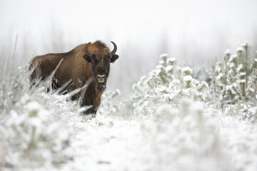 European bison - Bison bonasus in the Knyszyn Forest (Poland)
