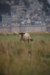 Obraz na płótnie Canvas flock of sheeps in a pasture in front of the Mont Saint Michel in France. Focus is made on a sheep, the grass in the foreground is blurred.