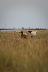 Fototapeta premium Two sheeps in a pasture near the Mont Saint Michel. A bridge with people is visible in the background. Focus is made on a sheep, the grass in the foreground is blurred