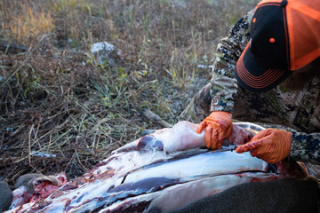 Using a knife, a hunter field dresses the backstrap of a deer he shot, for meat