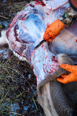 Hunter skins and field dresses a deer, using a knife. Quartering the deer hind quarters legs