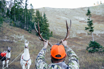Hunter holds up deer antlers after a hunting trip. Pack llamas (defocused) look on in amusement