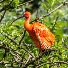 Scarlet ibis, Eudocimus ruber. Wildlife animal in the zoo