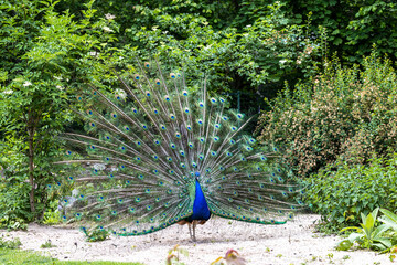Obraz premium Indian Peacock or Blue Peacock, Pavo cristatus