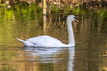 Mute swan, Cygnus olor swimming on a lake in Munich, Germany