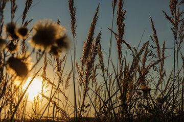 Wild grass in nature on a sunset background. grass silhouette against sunset