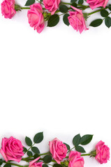 Pink flowers roses on a white background with space for text. Top view, flat lay