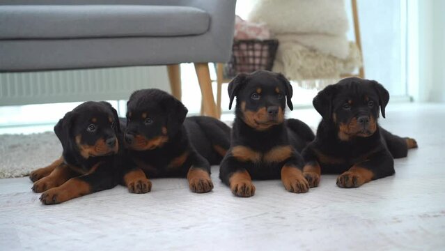 rottweiler puppies sitting in row on floor at home