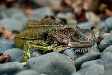 friendly iguana on rocks at a colombian island