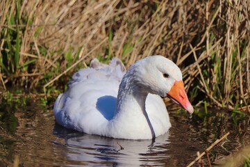 white goose in the pond