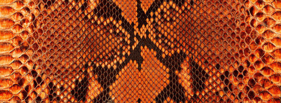 Pacific Python Snake Skin Pattern