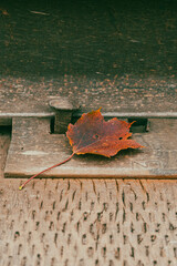 autumn leave by the canadian railway