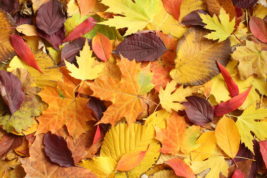 Autumn background - dried yellow, green, orange, purple and red leaves of maple, alder, sumac tree, cherry, arranged at random. View from above. Closeup