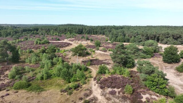 Heide or hei also heath vegetation consists of dwarf shrubs from the heather family. Flora in bloom in August in The Netherlands Sand ground nature park. Aerial drone overview.