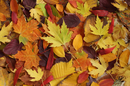 Autumn background - dried yellow, green, orange, purple and red leaves of maple, alder, sumac tree, cherry, arranged at random. Top down view. Closeup