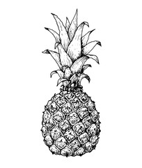 Pineapple sketch vector illustration. Hand drawn pineapple. Tropical fruit.