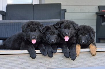 Cute black German shepherd puppies