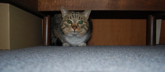 cat under the wardrobe