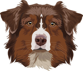 Chocolate border collie. Dog portrait. Vector illustration.
