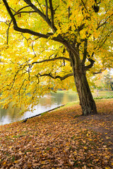 Piękne żółte drzewo w miejskim parku w Warszawie. Polska złota jesień
