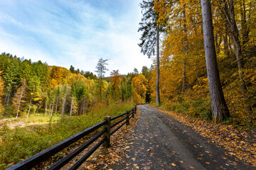 Road in South Bohemian forest in Czechia in autumn season.