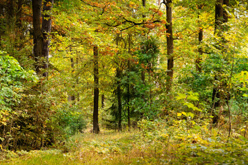 Day in autumn forest. October in european forest.