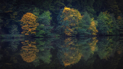 Enchanted Lovely Autumn Forest in the Fall of Saarland in Germany, Europe