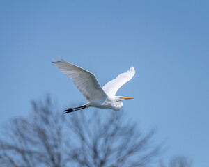 A Great Egret (Ardea alba) flies over the Sepulveda Basin Wildlife  Reserve in Van Nuys, CA.