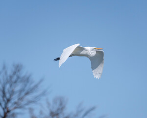 A Great Egret (Ardea alba) flies over the Sepulveda Basin Wildlife  Reserve in Van Nuys, CA.