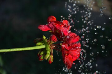 Closeup of red Ivy geraniums in waterdrops