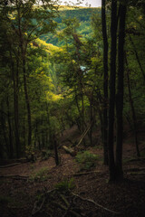 Enchanted Lovely Autumn Forest in the Fall of Saarland in Germany, Europe