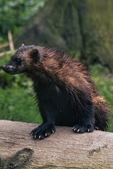 Vertical closeup of a Wolverine climbing on a tree log